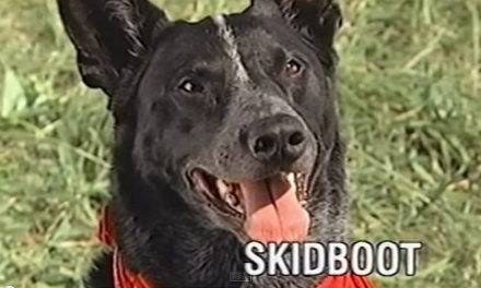 Meet SKIDBOOT- Man’s Best Friend